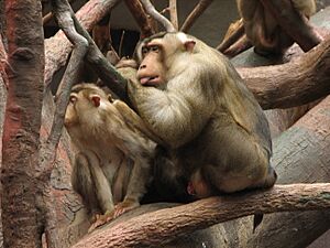 (Macaca.nemestrina-1-PragueZOO.jpg