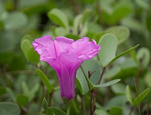 അടമ്പ് Ipomoea pes-caprae 02.jpg