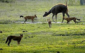 2012-bandipur-dhole-sambar