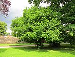 20130628Corylus avellana1.jpg