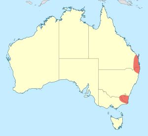 Acanthaeschna victoria distribution map.svg