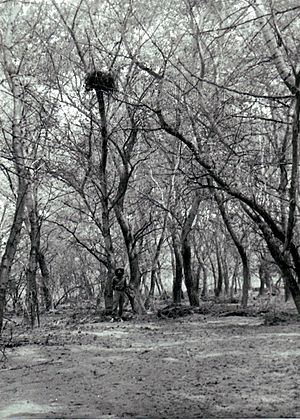 Aquila heliaca nest