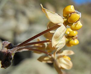 Asclepias-albicans.jpg