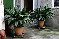 Aspidistra elatior - 01