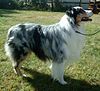 Australian Shepherd 600.jpg