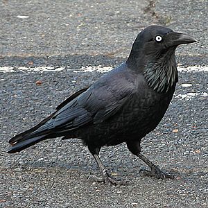 Australianraven