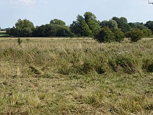 Badley Moor 6.jpg