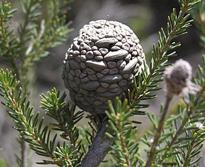 Banksia pulchella fruit