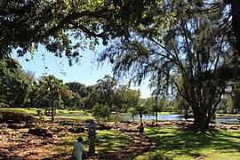 Banyan tree and Bamboo Hilo