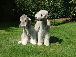 Bedlington terrier