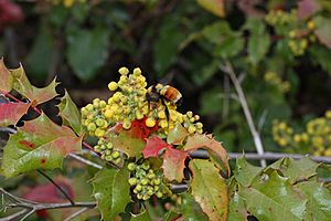 Berberis aquifolium 4207