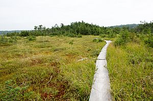 Boardwalk through Ponkapoag Bog Clearing