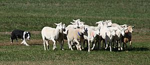 Border Collie sheepdog trial