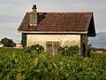 Cabane dans les vignes