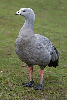 Cape Barren Goose