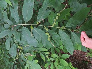 Castanea pumila leaves and seeds