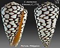 Conus marmoreus 1