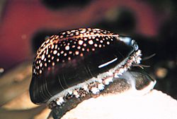 Cypraea caputserpentis.jpg