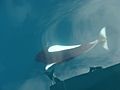 Dall's Porpoise in shadow of boat and photographer Alaska 2009 130