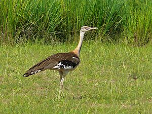 Denham's Bustard (Neotis denhami) (7083219537).jpg