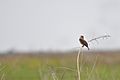 Dickcissel (Spiza americana), Attwater Prairie Chicken National Wildlife Refuge