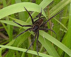Dolomedes plantarius spider