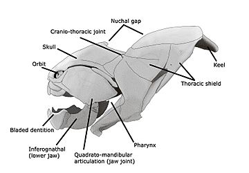 Dunkleosteus skull steveoc