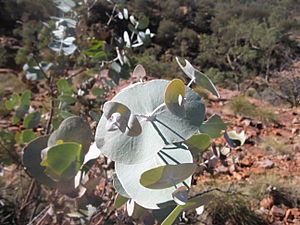 Eucalyptus gamophylla