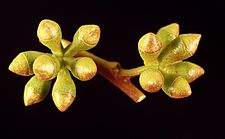 Eucalyptus micranthera buds