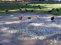 Fair Oaks, CA, - chickens