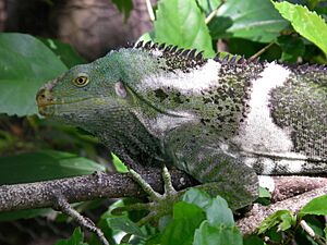 Fiji Crested Iguana.jpg