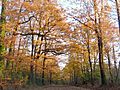 Forêt de Mervent-Vouvant