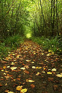 Forest Path - geograph.org.uk - 288695