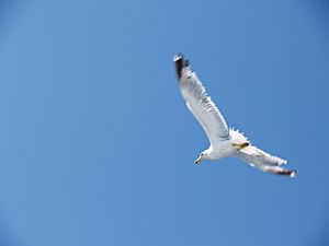 Gabbiano cielo