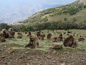 Geladas