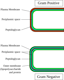 Gram-Cell-wall