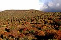 Graveyard Fields 2