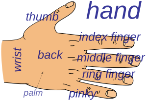 Hand parts - en