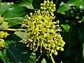 Hedera helix 003