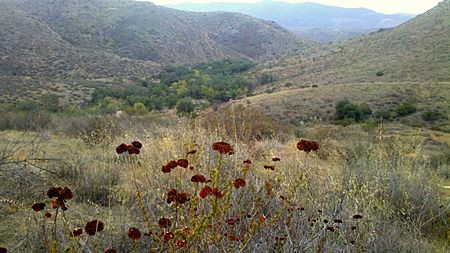 Hollenbeck Canyon Wildlife Area Valley