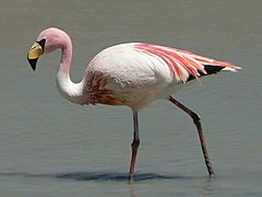 James Flamingo