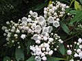 Kalmia latifolia species