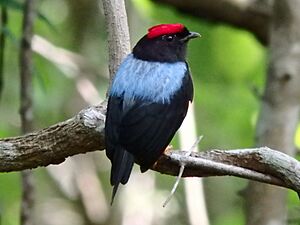 Lance-tailed Manakin (14700946111).jpg