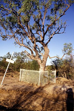 Landsborough Tree.jpg