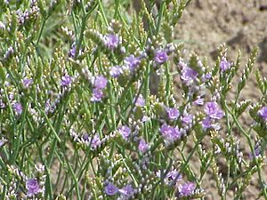 Limonium binervosum2.jpg