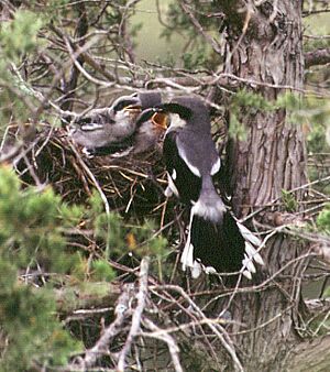 Loggerhead Shrike nest site