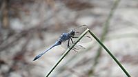 Male Orthetrum boumiera 4 (49698624542)