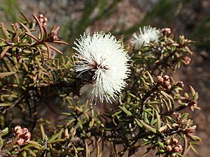 Melaleuca torquata.jpg