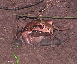 Mexican White-lipped Frog