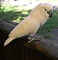 Moluccan cockatoo 31l07